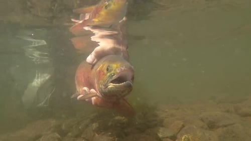 underwater footage of releasing a trout caught at a high alpine lake in Colorado