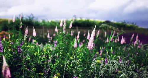 Vibrant Wildflower Meadow Under a Cloudy Sky in Early Summer
