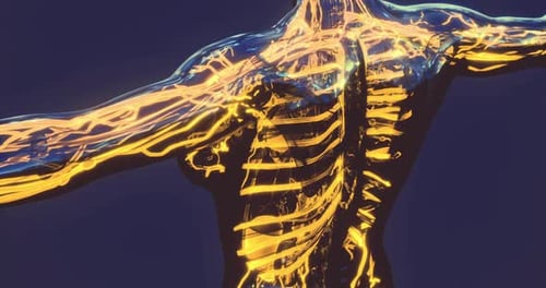 Detailed Representation of Blood Vessels Highlighting Veins and Arteries