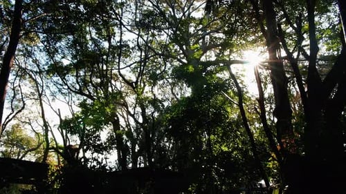 Rayons du soleil matinal traversant les branches des arbres - prise de vue à faible angle