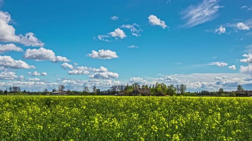 Fluffy cloudscape time lapse over a field of rapeseed crop in the countryside
