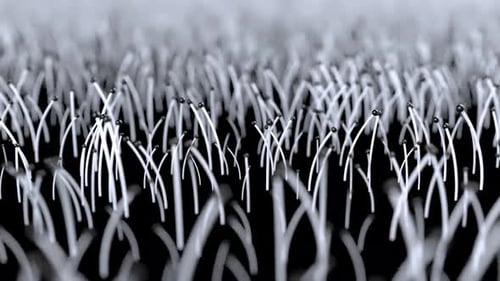 Micro Psilocybin Mushrooms Mycelium Fungus