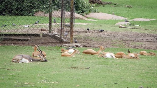 A group of animals, gazelles, are relaxing on the grass