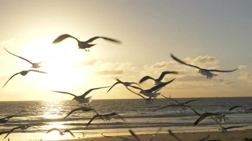 Seagulls on Beach at Sunset Tracking