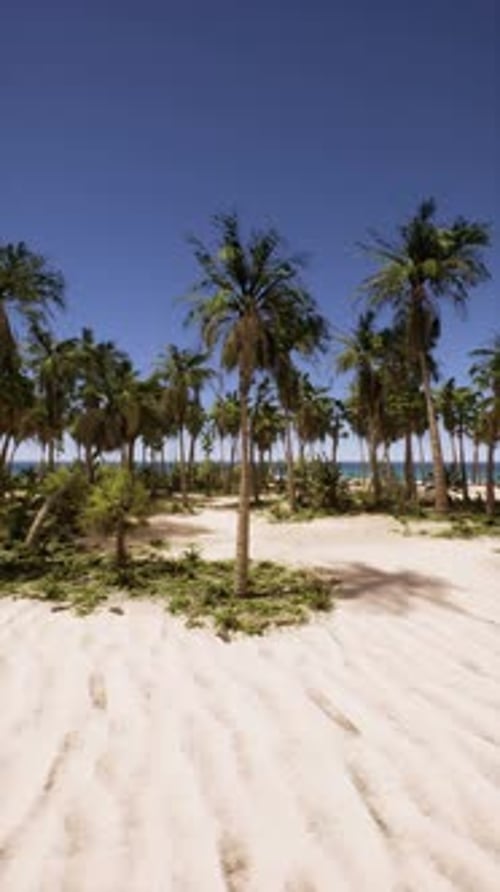 Sandy Beach With Palm Trees and Ocean