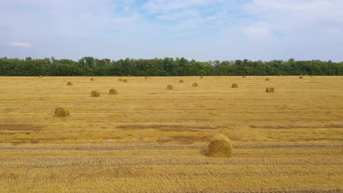 Field with Haystacks After Harvest