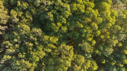 Overhead View Of Dense Forest With Green Foliage In Summer. - aerial