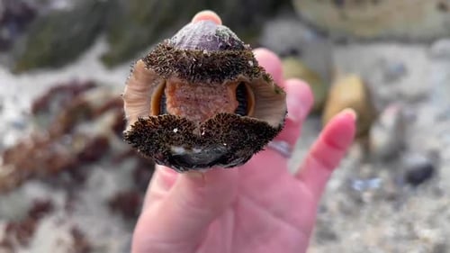 Gros plan d'une main tenant un chiton moussu recroquevillé, délogé d'un rocher et échoué sur la plage