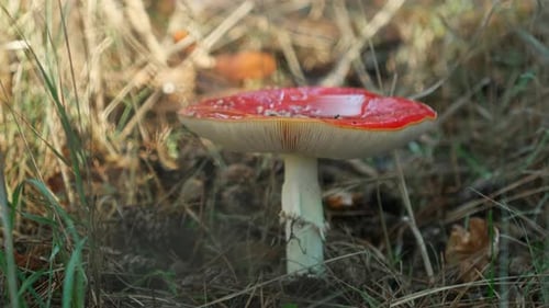 Fly agaric mushroom grows in the forest. Amanita muscaria