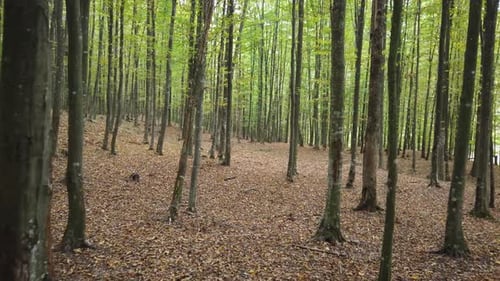 Beautiful autumn forest walk, rural scene on fall season. Walking on a beautiful day in nature.