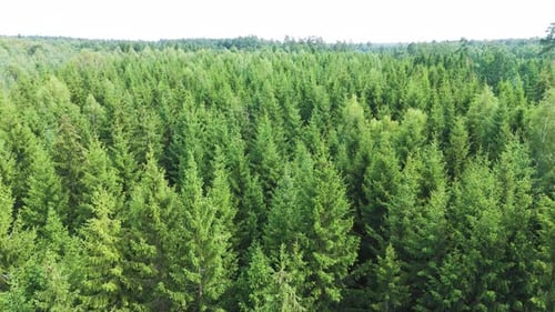 Green conifer forest, aerial low altitude view