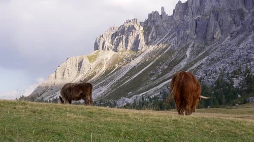 Jak - Cow grazing in the beautiful alps of Italy in the middle of the mountains filmed in 4k.
