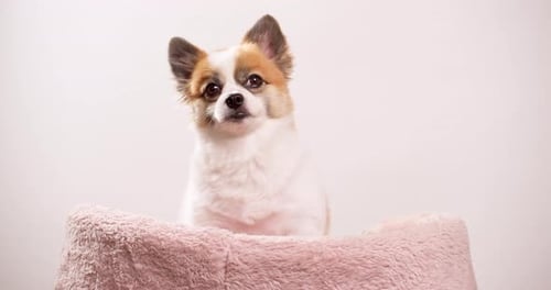 Video shot up close of a happy little dog, puppy lying on a pink rug with a pink wall in the backdro