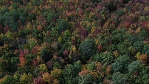 Aerial flyover of a vast forest of colorful autumn trees.