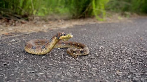 Speckled Snake Coiled on a Path