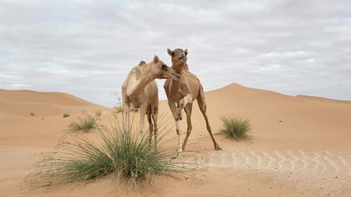 Two Middle Eastern Camels in the Desert in UAE