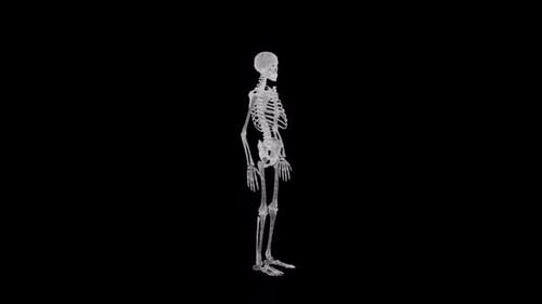 Rotierendes Alpha des menschlichen Skeletts