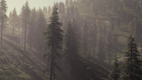 Evergreen Fir Trees with Cones Peaks of French Alps Mountains