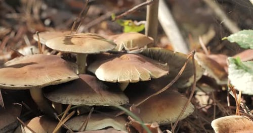 Mushrooms in the Wild Forest