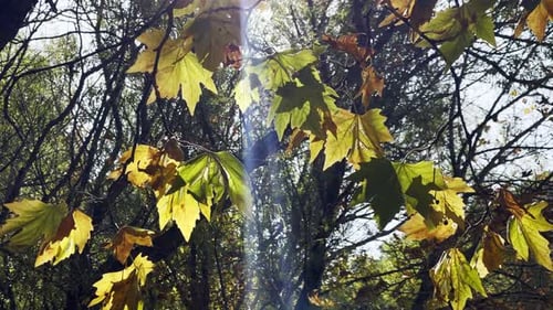 Beautiful Natural Autumn Season Romantic Brown Dry Leaves on a Tree