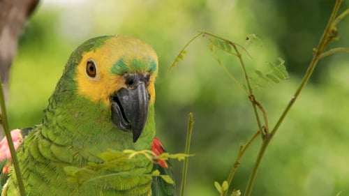 4k close up footage of a green, yellow and blue Macaw parrot. Exotic colorful parrot, in the tropica