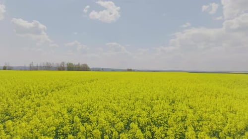Wunderschönes Rapsfeld von oben
