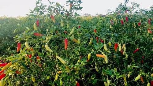 Lush Chili Plants Growing in Rural Field