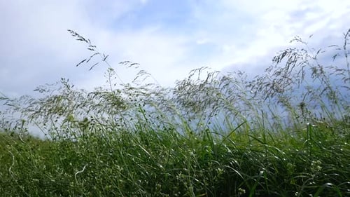 Grünes Gras wiegt