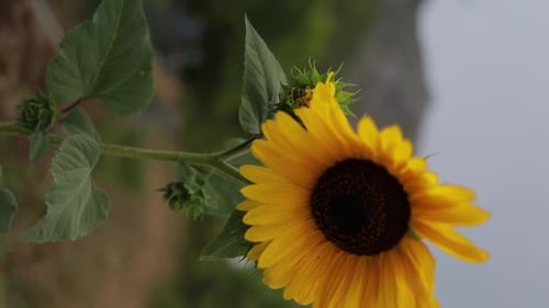 Bright Yellow Sunflower Close Up View