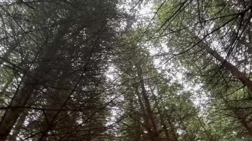 Looking up at trees in a forest overhead