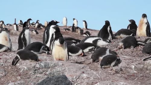 Gentoo Penguins Standing and Lying Down on Rocks