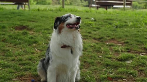 Australian Shepherd Dog Portrait with Striking Blue Eyes Captured Outdoors in a Park Setting
