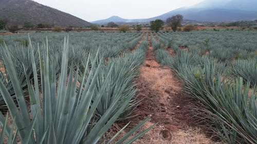 Aerial image of an agave field in Tequila, Jalisco 13
