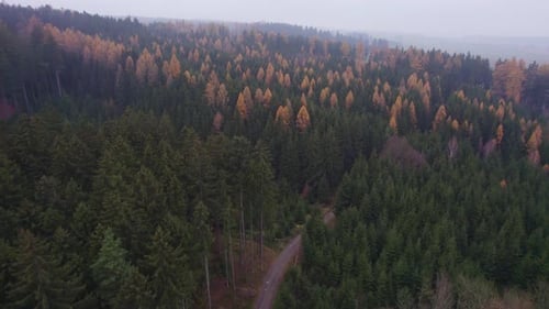 Aerial view from drone on path in forest. View of colorful, autumn trees on a cold morning in the fo