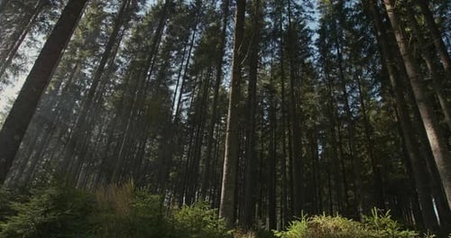 Low Angle Floor Level View Looking Up at Forest Trees in a Dense Pine Plantation with Beams of