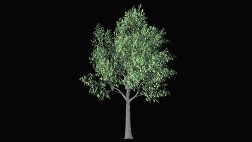 Growing Tree with Leaves and Oranges Time-Lapse Animation