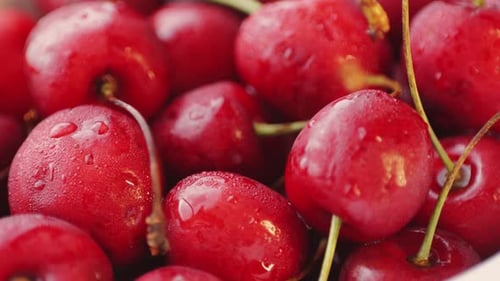 Macro de cerises dans la boutique Fond de cerise Fond de fruits Cerise humide avec feuilles et gouttes