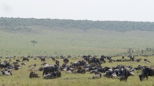 Los ñus se reúnen en grandes cantidades a medida que migran a través del Masai Mara y el Serengeti.