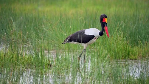 Saddle-Billed Stork in African Wetlands Colorful Wading Bird Wildlife Footage in Natural Habitat