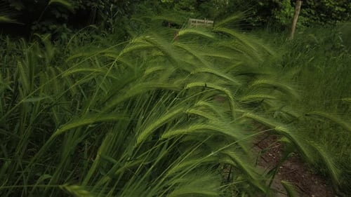 Close-up shot of the beautiful green grass.