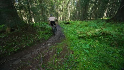 A cyclist is riding through a sprawling forest with speed