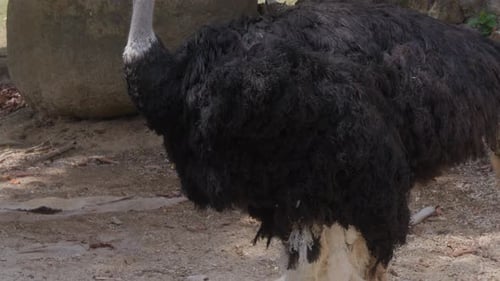 Close-up of motionless Ostrich. Handheld