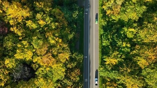 Un automóvil que circula por una carretera forestal recta, rodeado de un denso follaje otoñal en tonos de verde y