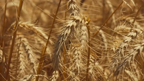 Field of Wheat