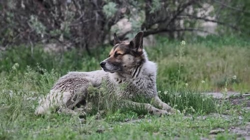 Alert Stray Dog Resting Calmly on Green Grass Patch Outdoors