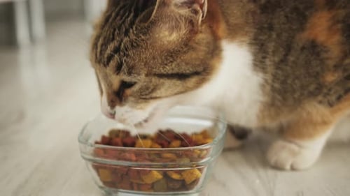 Close Up of Cat Eating Dry Food From Metal Bowl Concept of Online Shop Delivery for Pets