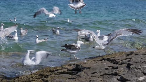 Seagulls Wading and Flying near Shore