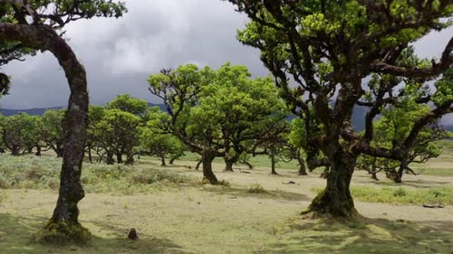 Aerial view of the forest fanal in Madeira