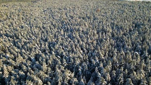 Aerial view of a frozen pine tree forest with snow covered trees in winter. Flight above winter fore