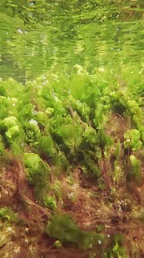 green Sea lettuce, Ulva intestinalis swaying over red seaweed Polysiphonia in coastal area